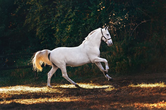 Divine Nature Equine Therapy Divine Nature Equine Therapy