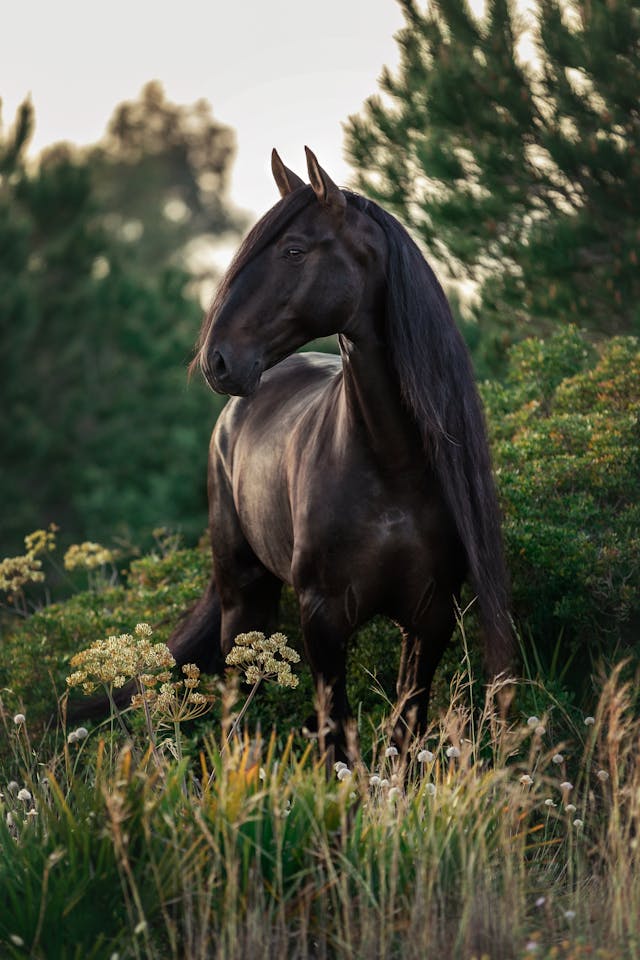 Divine Nature NZ