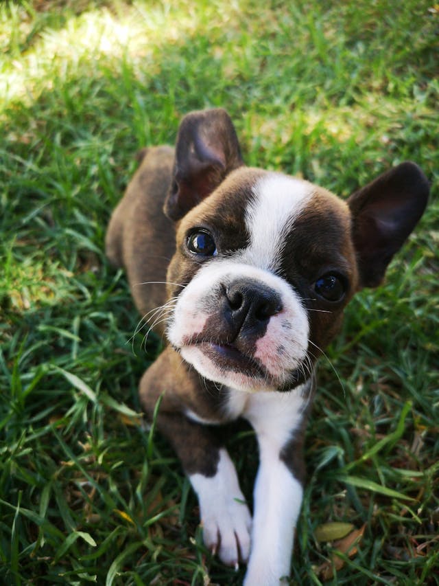 Divine Nature Pet Therapy Divine Nature NZ