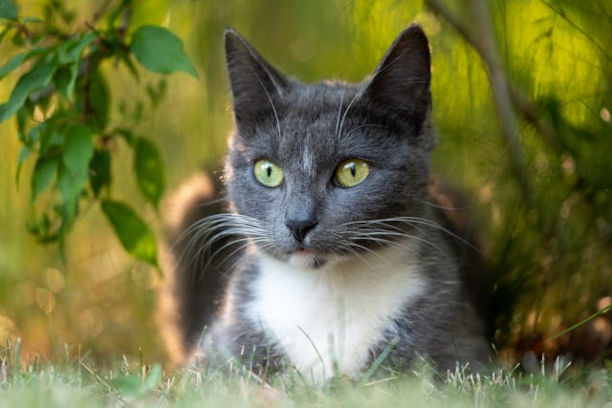 Divine Nature Pet Therapy Divine Nature NZ
