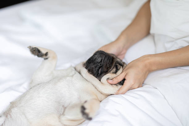 Divine Nature Pet Therapy Divine Nature NZ