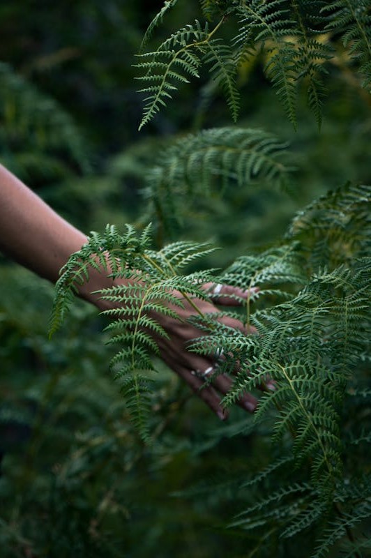 Divine Nature - Contact Us Divine Nature NZ