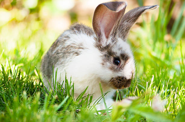 Divine Nature Pet Therapy Divine Nature NZ